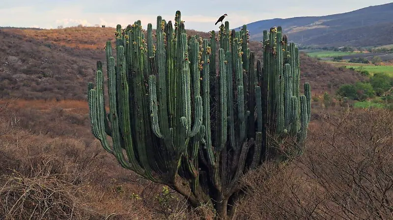 Ruta de los Túneles - Anenecuilco